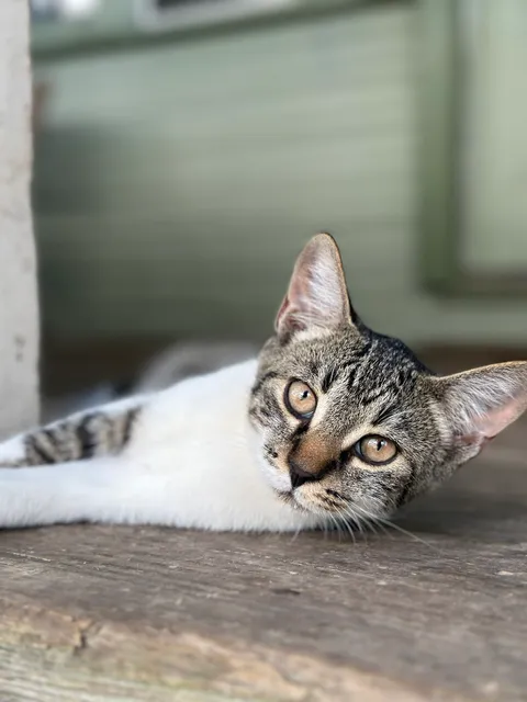 Cafe House Animal Rescue