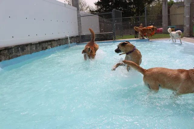 Four Paws Playground-- Doggie Daycare, Crateless Boarding, Puppy Wednesday and Training