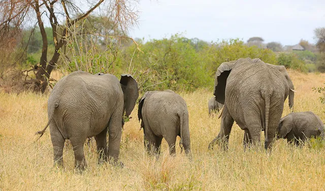 Kojuu Safaris Africa