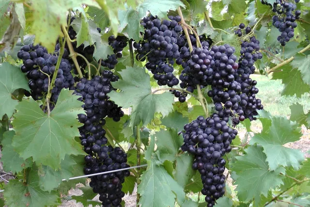 Lake Erie Wine Country