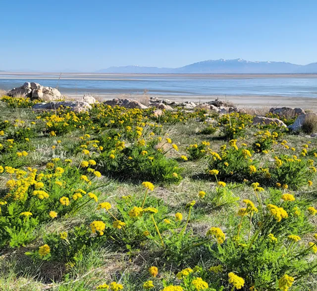 Antelope Island