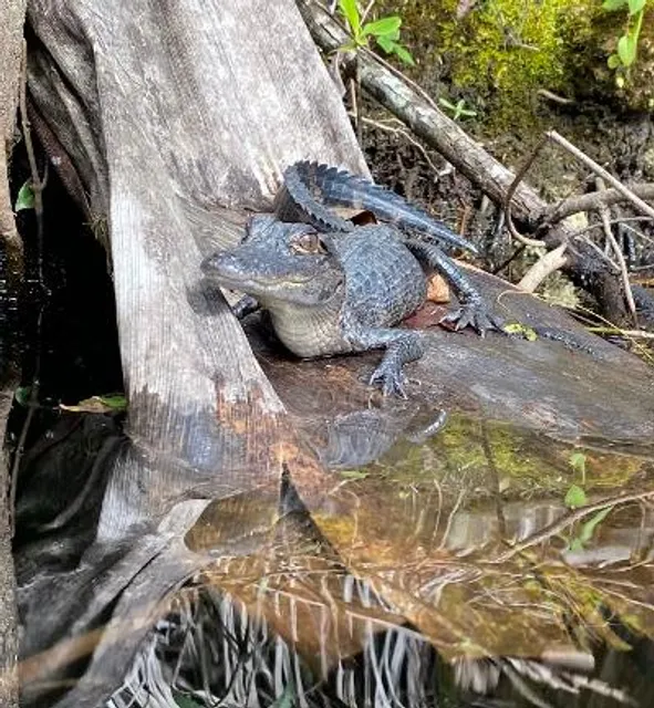 Tour The Glades - Private Wildlife Tours