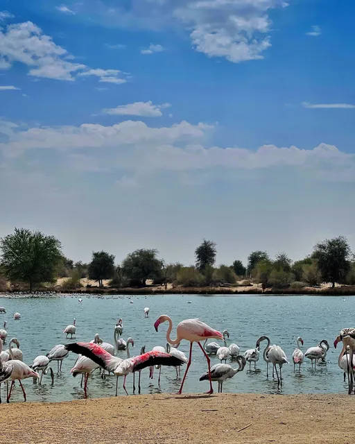 Flamingo Lake Al Qudra Dubai