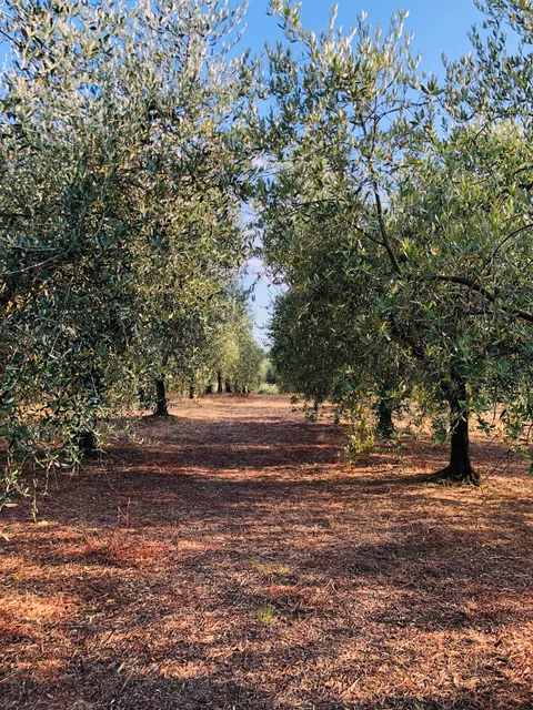 Antico Casale Toscano La Piaggia