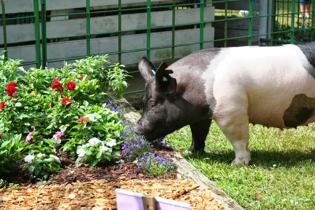 Branch County Fair: Fairgrounds Coldwater