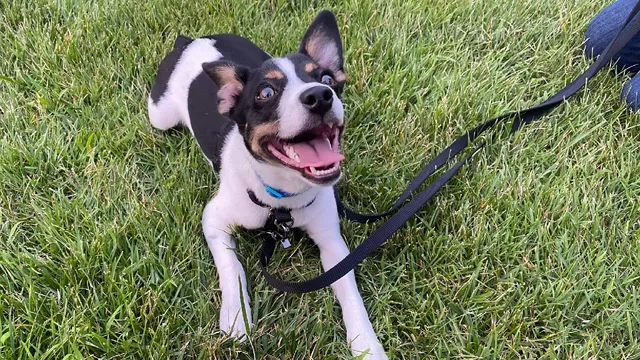 At Attention Dog Training