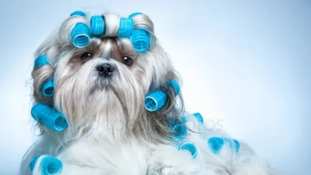 Aunt “B”s Grooming Salon