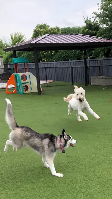 Hound Dog Pet Hotel - West