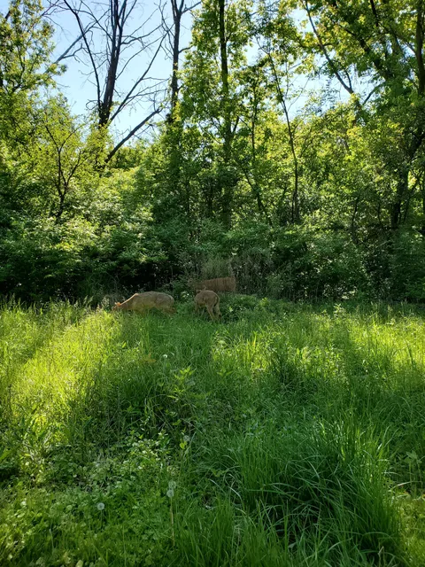 Forest Preserves of Cook County