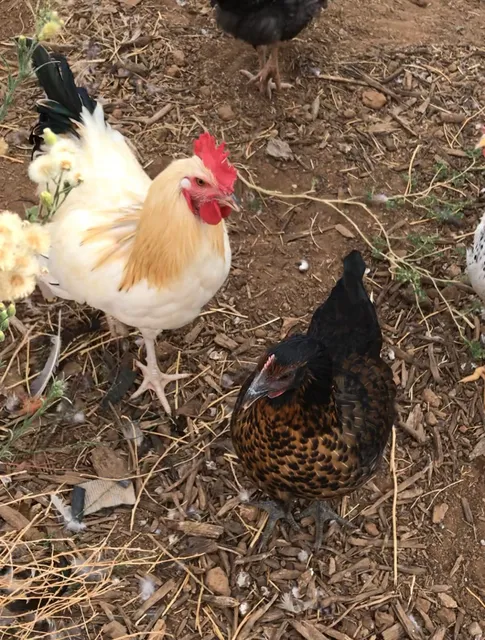 The Grove School, Farm Campus