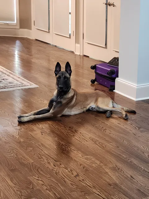 Bark K9 Dog Training & Canine Consultant