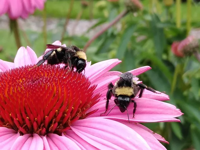 Virginia Tech Display Gardens