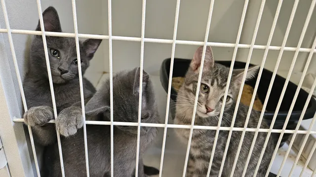 Look What the Cat Brought In