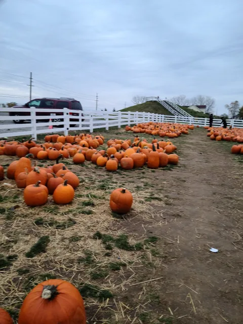 Kregel's Pumpkin Patch