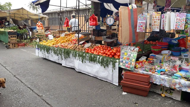 Free Fair Soto Aguilar