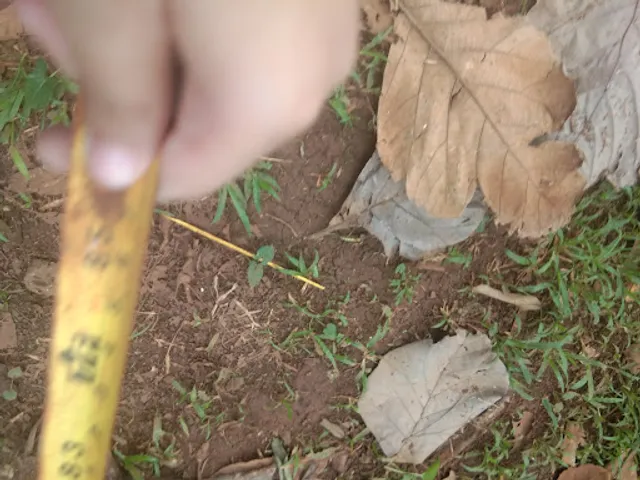 Pempek Gaul Asli Palembang