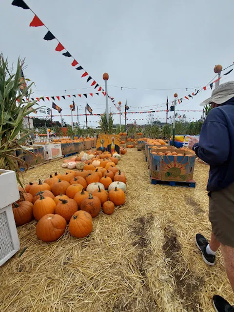 The Great Pumpkin Patch, Emerald Forest Christmas Trees