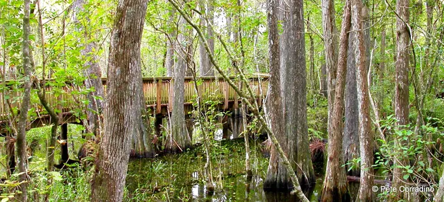 Everglades Day Safari