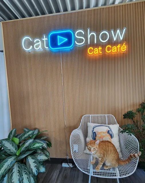 Cat Show Cat Café