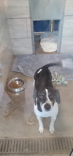 Fayetteville Animal Services