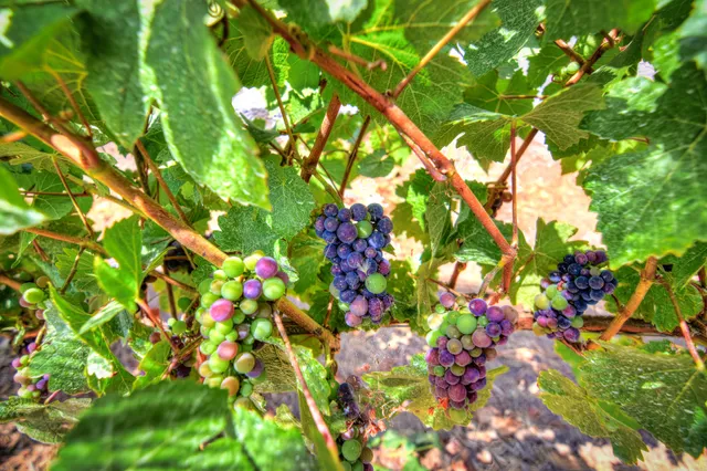 Roberts Ranch Vineyards