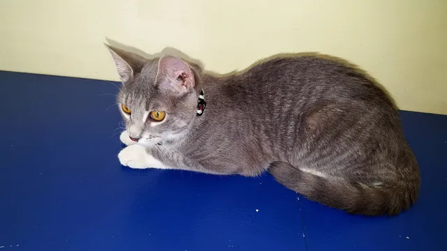 Merrick Blvd Animal Hospital