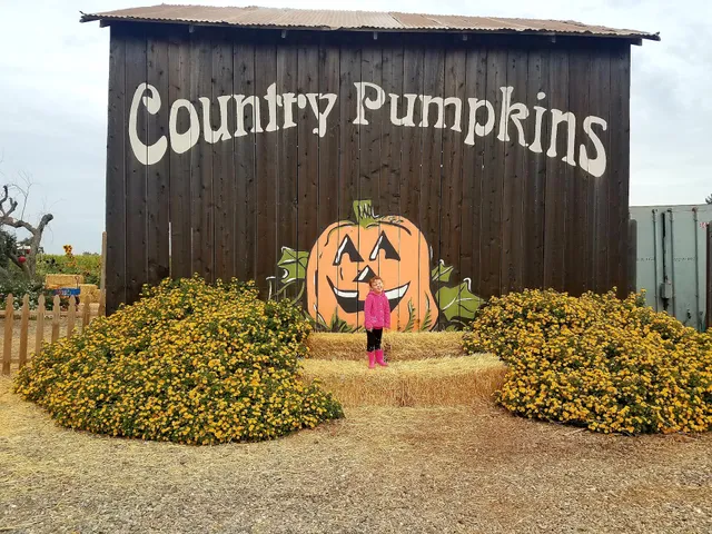 Country Pumpkins