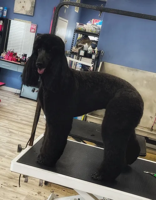 A Muddy Paw Pet Salon LLC