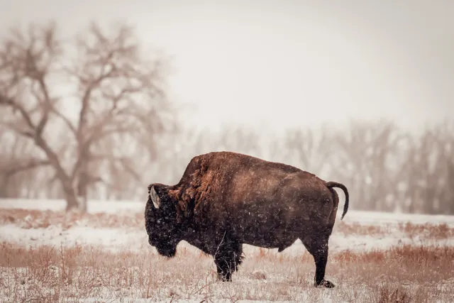 Rocky Mountain Arsenal National Wildlife Refuge