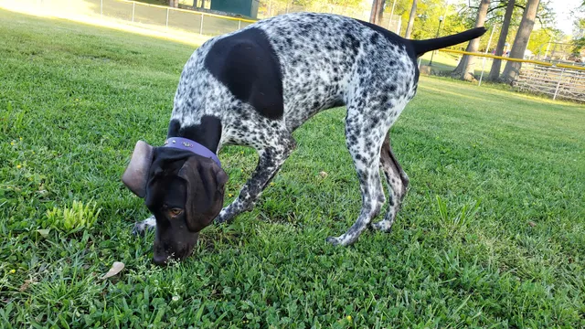 Booneville City Park