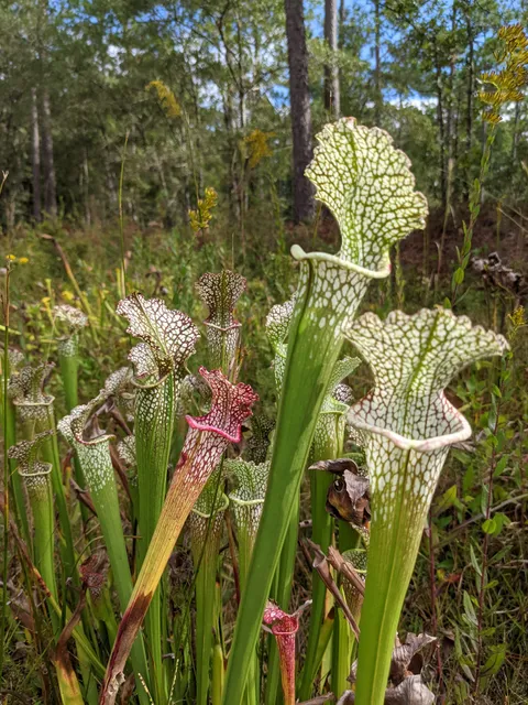Piney Ridge Nature Preserve