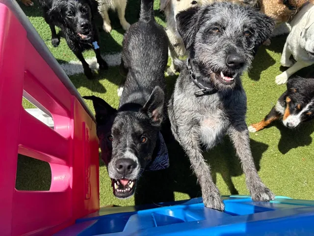 Doggie Playroom in Bloom