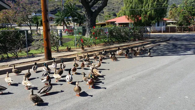 Gedatsu Church of Hawaii