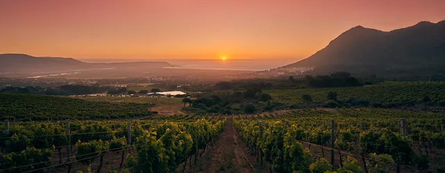 Cape Point Vineyards