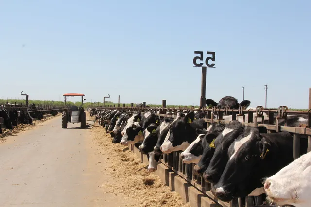 Standard Cattle Company