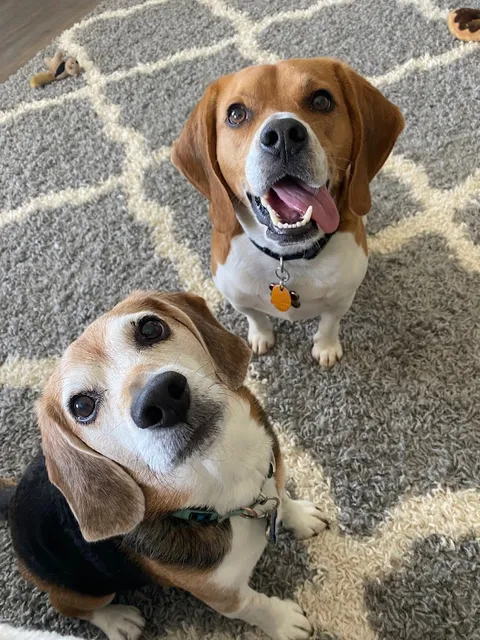 Indian Trail Animal Hospital