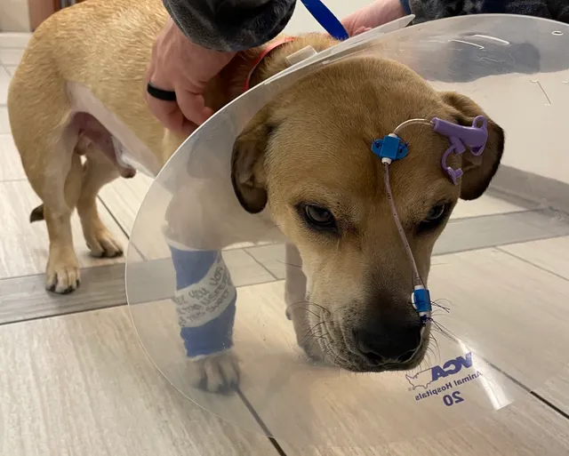 Rose Canyon Animal Hospital