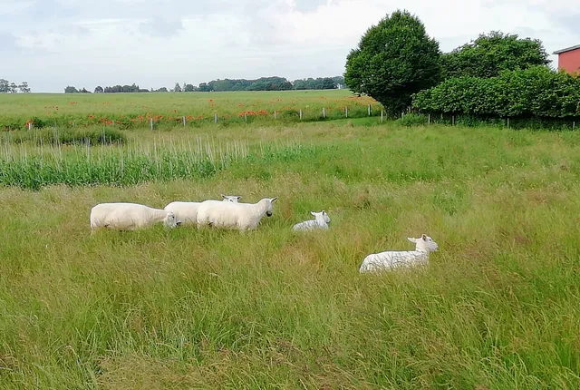 Ferienwohnungen Rißmann