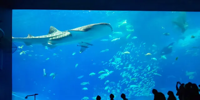 海洋博公園管理センター 沖縄美ら海水族館営業課