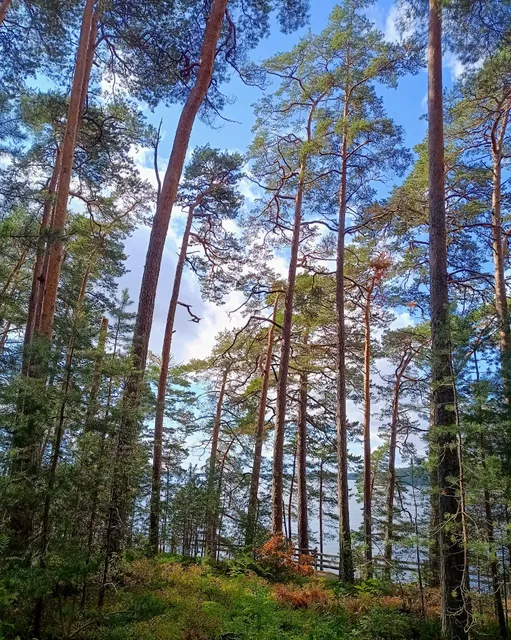 Kallalahdenharju Nature Reserve