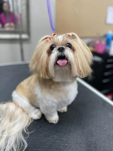 Pretty Pups Grooming By Tori