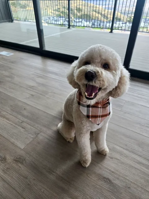 Neighborhood Pet Pawlor