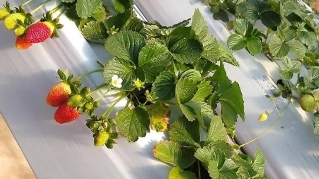 Plantech - ORQUIDÁRIO Takebayashi