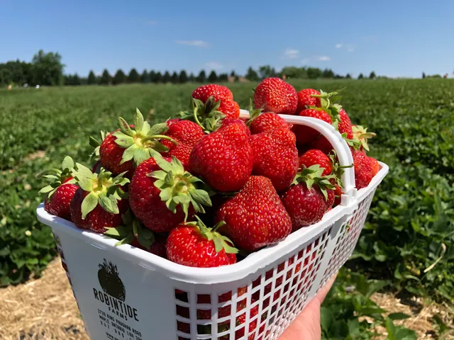 Robintide Farms - reviews,open hours,photo spots,things to do ...