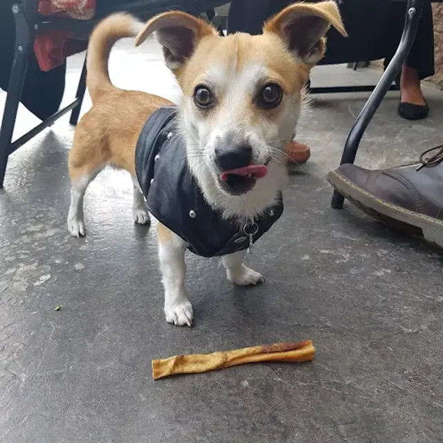 Regal Beagle Macleod