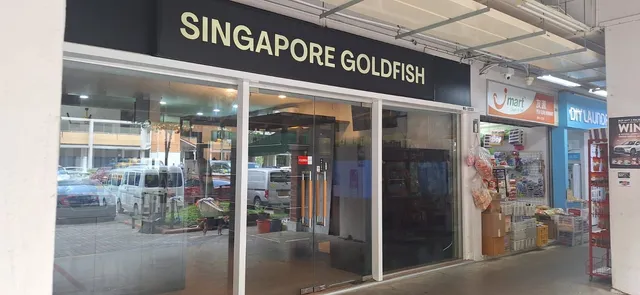 Singapore Goldfish 新加坡金鱼