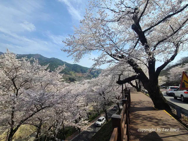 십리벚꽃길