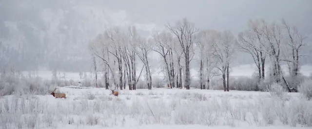 Stay Montana - Big Sky