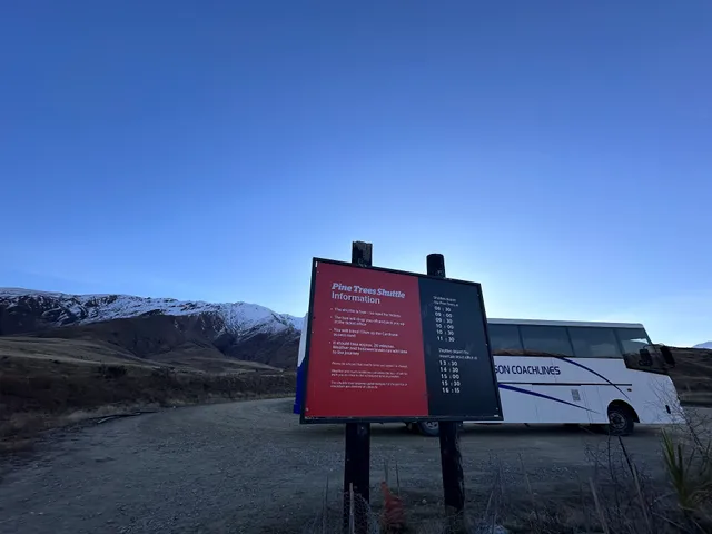Pine Trees - Cardrona