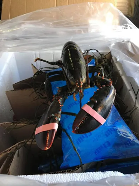 Maine Lobster Now
